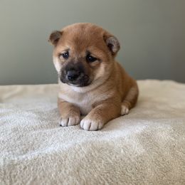 Shiba Inu puppies from Happy Tails Shiba Inus