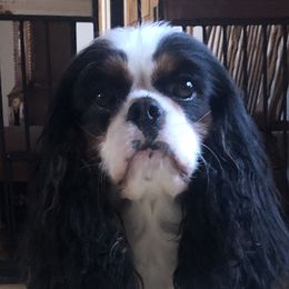 Maybelline - Cavalier King Charles Spaniel