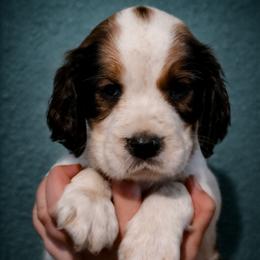 Valor - Black white and tan male English Springer Spaniel puppy in Florida from Thunderbird Springers