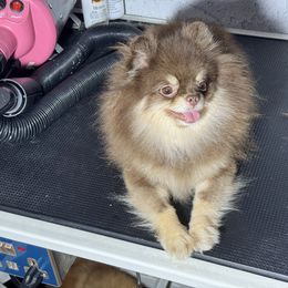 Sera of Leesungpyo - Chocolate and tan female Pomeranian puppy in Santa Ana,Ontario, California from Uniquepombabies