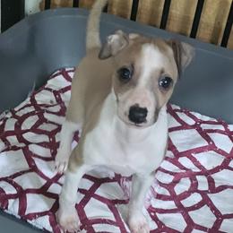 Boy 1 - Red fawn male Italian Greyhound puppy in Phillips, Maine from Maplewood Italian Greyhounds