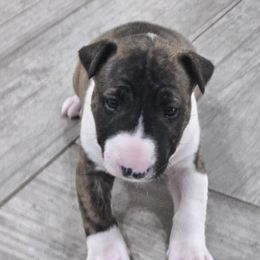 Pup 1 - Black brindle and white female Bull Terrier puppy in Brownsville, Texas from KBs. Bull Terriers