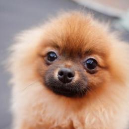 Moni Pie - Red female Pomeranian puppy in Brooklyn, New York from Svitlana's Pomeranians