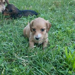 Taffy - AKC - Red female Dachshund puppy in Gainesville, Texas from Diamond B Doxies