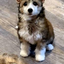 Shelby - Sable female Chinese Crested puppy in Hernando, Florida from Bent Oak Chines Cresteds