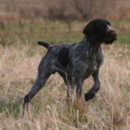 Bracco Italiano and German Wirehaired Pointer All Grown Up from Claddagh Kennel