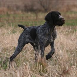 Bracco Italiano and German Wirehaired Pointer All Grown Up from Claddagh Kennel