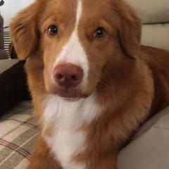 Nova Scotia Duck Tolling Retrievers from Jemstone’s Tollers