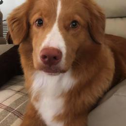 Nova Scotia Duck Tolling Retrievers from Jemstone’s Tollers