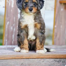 Chase - Blue merle male Bernedoodle puppy in Dundee, Ohio from Down Home Doodle