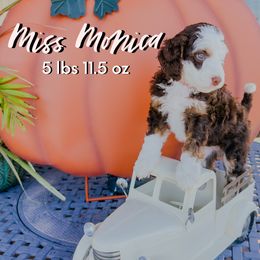 Monica - Brown and white female Bernedoodle puppy in Camden, North Carolina from Fleury Farm Doodles NC