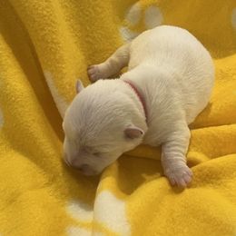 Boy 2 - White West Highland White Terrier puppy in Hurricane, Utah from CC Leslie’s Westie’s