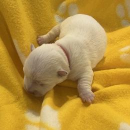 Boy 2 - White West Highland White Terrier puppy in Hurricane, Utah from CC Leslie’s Westie’s