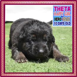 THETA - Black and tan female German Shepherd puppy in Murrieta, California from Diamond Oaks German Shepherds