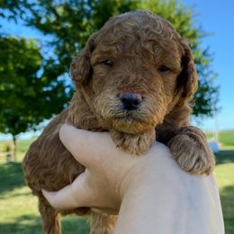 Goldendoodle Puppies from J&J Doodles