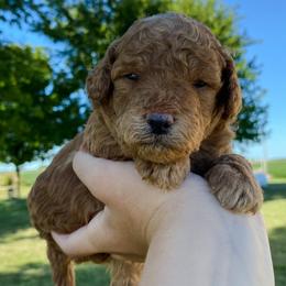 Goldendoodle Puppies from J&J Doodles