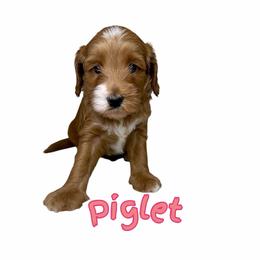 Piglet - Red female Australian Labradoodle puppy in Upland, California from Kings Labradoodles