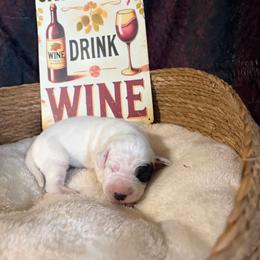 Pino - White and black male Dalmatian puppy in Claremore, Oklahoma from Lotsofdots Dalmatians