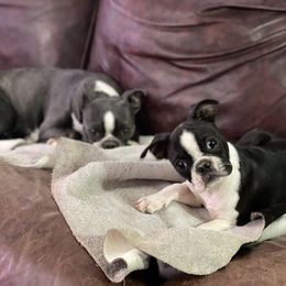 Boston Terrier Puppies from Bonze Boston Terriers
