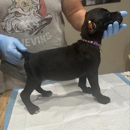 Dark purple power puff - Black female Cane Corso puppy in Lubbock, Texas from Hub City Kennel
