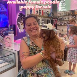 Seven - Poodle