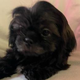Puppy 1 - Black and tan male Shih Tzu puppy in Kingsley, Michigan from Joseph's Shih Tzus