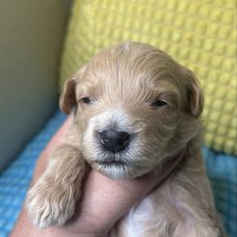 Boy 5 - Silver beige male Maltipoo puppy in Las Vegas, Nevada from Maltipoo_vegas