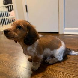 Teddy AKC - Red male Dachshund puppy in Marseilles, Illinois from Zacha’s Doxie House