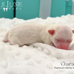 Girl 3 - female Morkie puppy in Scottsdale, Arizona from Lil Luxe Pups