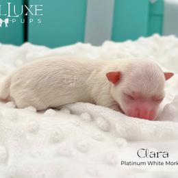 Girl 3 - female Morkie puppy in Scottsdale, Arizona from Lil Luxe Pups