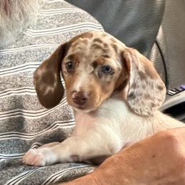 Revy - Dachshund