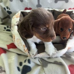 Blue - Piebald male Dachshund puppy in Cumby, Texas from Dog Daze Ranch