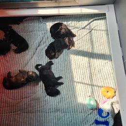 German Shepherd Puppies from Von WestLynn German Shepherds