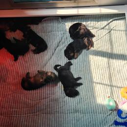 German Shepherd Puppies from Von WestLynn German Shepherds