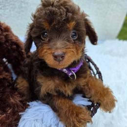 Hazelnut (Hazel) - Red phantom female Aussiedoodle puppy in Haleyville, Alabama from The Cuddly Dood Ranch