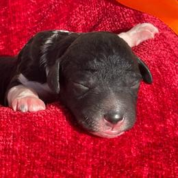 Chestnut - Parti male Labradoodle puppy in St George, Utah from Terra's Swann's Kennels