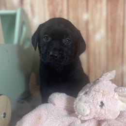 Labrador Retriever puppies from Royalty Retrievers