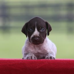 Girl 3 - Liver and white female German Wirehaired Pointer puppy in Reddick, Florida from Afterhours German Wirehaired Pointers and Basset Fauve de Bretagne