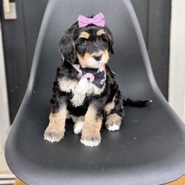 Panther - Phantom female Bernedoodle puppy in Salt Lake County, Utah from Coco Avenue Pups