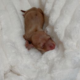 Greta - Cream female Dachshund puppy in San Diego, California from Enchantables