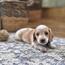 AKC Meet River :) - Piebald male Dachshund puppy in Centerville, Iowa from Barnyard Dachshunds, Dals & Doodles