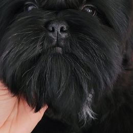 Dionizos - Shih Tzu
