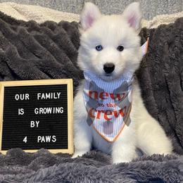 Bashful (Yellow Collar) - White female Siberian Husky puppy in Lagro, Indiana from Siberian Huskies-Beckham the Great