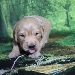 Teton brown collar - Golden male Golden Retriever puppy in Great Falls, Montana from VS Golden Fields