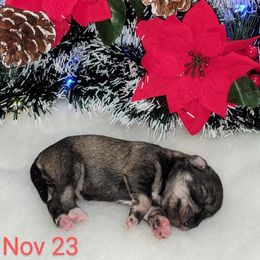 Miniature Schnauzer Puppies from Pawesome Pups