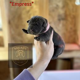 Empress - Gray brindle female Cane Corso puppy in Altoona, Alabama from Snead’s Cane Corso Kennel