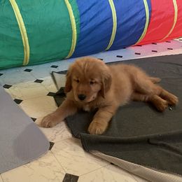 Golden Retriever Puppies from Chizan Goldens