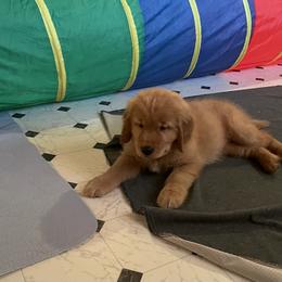 Golden Retriever Puppies from Chizan Goldens