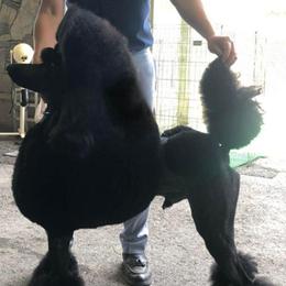 Murano - Poodle