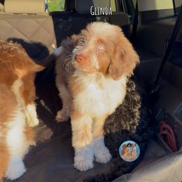 Glinda - Red merle female Aussiedoodle puppy in Southwest Ranches, Florida from Dandy Doodle Ranch